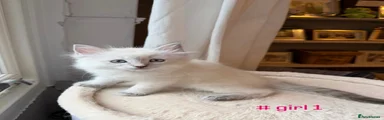 Girl kitten 1 