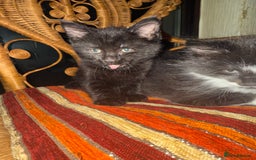 British Longhair cats for sale: Beautiful fluffy black & white kittens for sale - Image 4