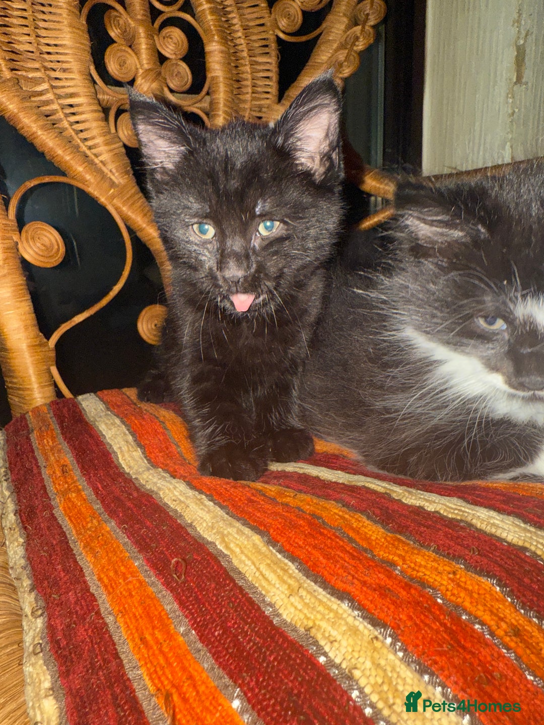 British Longhair cats for sale: Beautiful fluffy black & white kittens for sale - Image 4