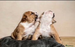 English Bulldog dogs for sale: Beautiful British Bulldog’s  - Image 3
