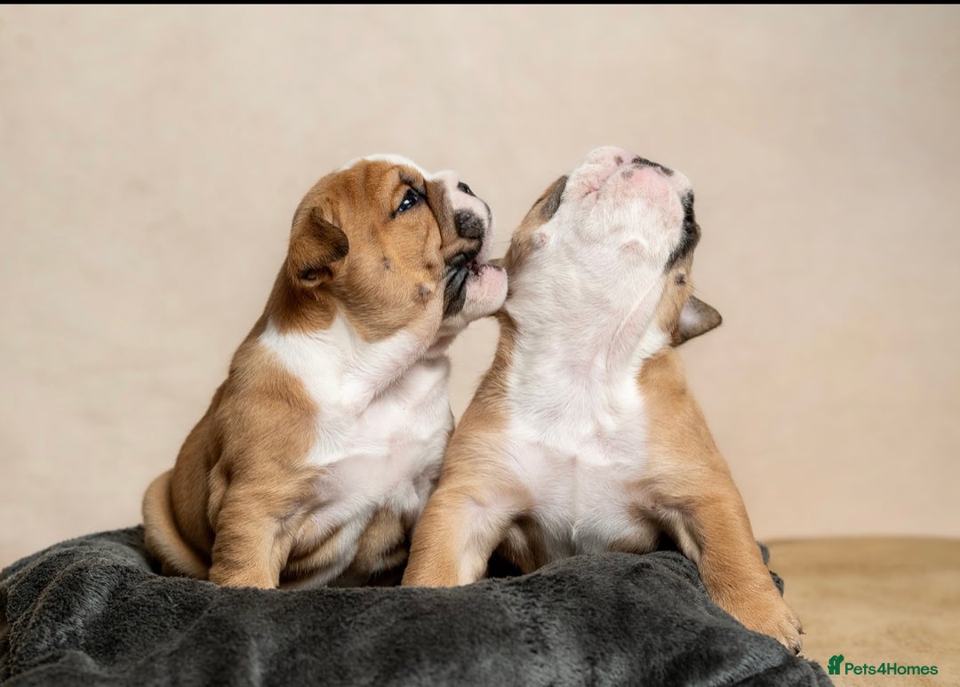 English Bulldog dogs for sale: Beautiful British Bulldog’s  - Image 3
