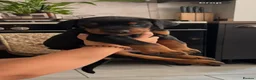 Dobermann dogs for sale: 2 beautiful Doberman males forsale  - Advert 3
