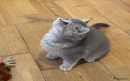 British Shorthair cats for sale: 3 GCCF British Shorthair Kittens– Champion Lines - Advert 5