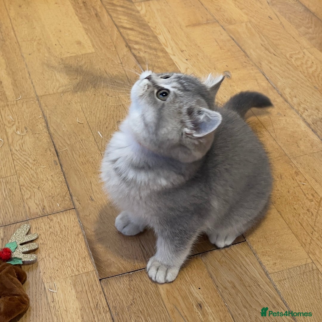 British Shorthair cats for sale: 3 GCCF British Shorthair Kittens– Champion Lines - Advert 5