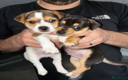 Jack Russell dogs for sale: Jack Russell’s looking for forever homes - Image 7