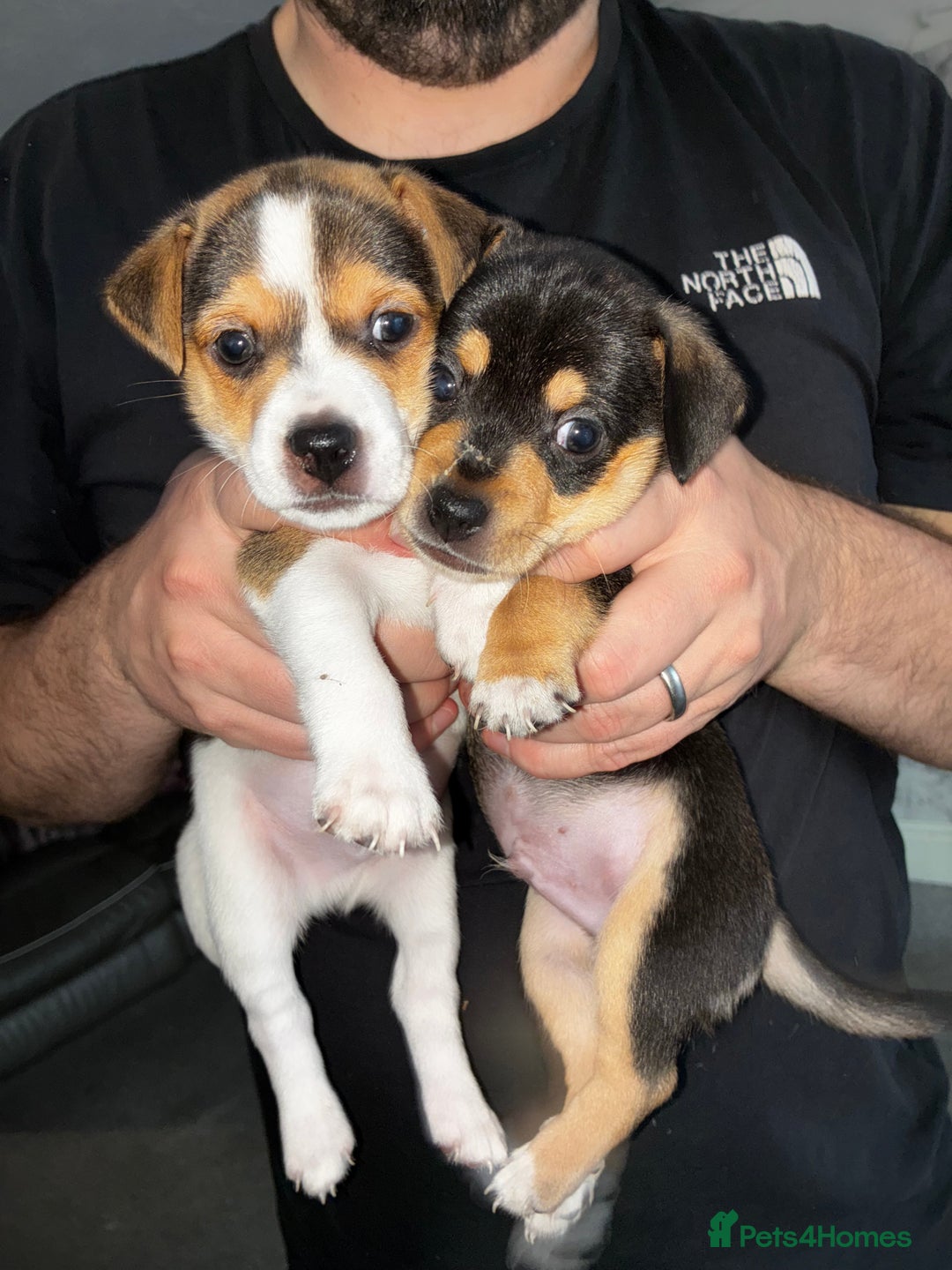 Jack Russell dogs for sale: Jack Russell’s looking for forever homes - Image 7