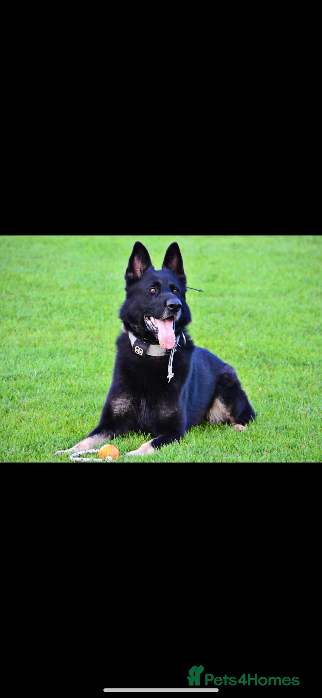 Mixed Breed dogs for sale: Belgian Malinois x czech shepherd  in Durham - Advert 2