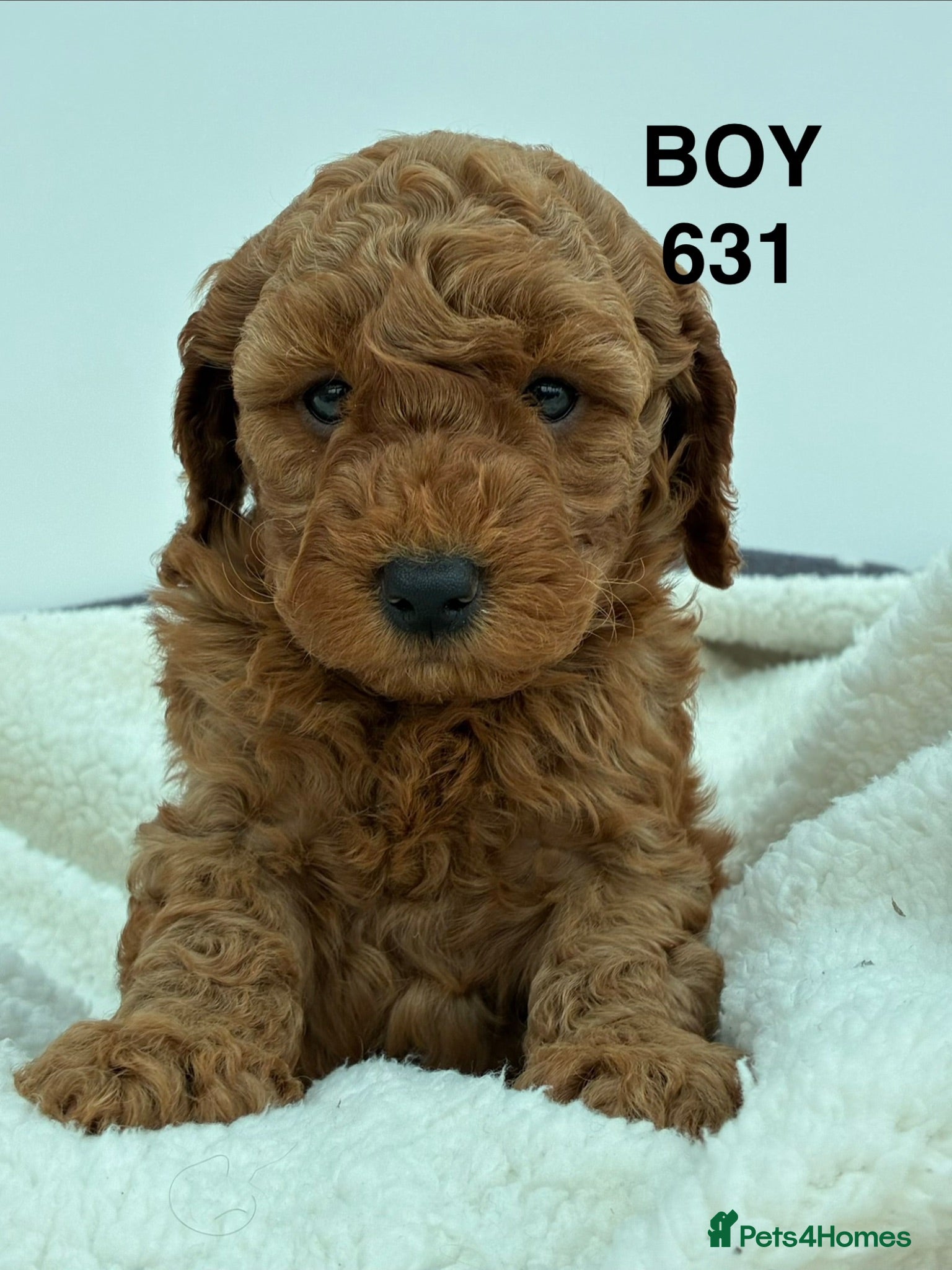 Cockapoo dogs F1b Cockapoo Puppies Available  - Advert 2