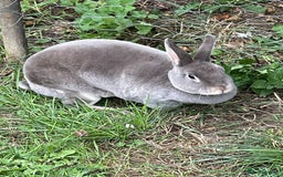 Mini Lop rabbits for sale: 2 mini lop does harlequin  - Image 5