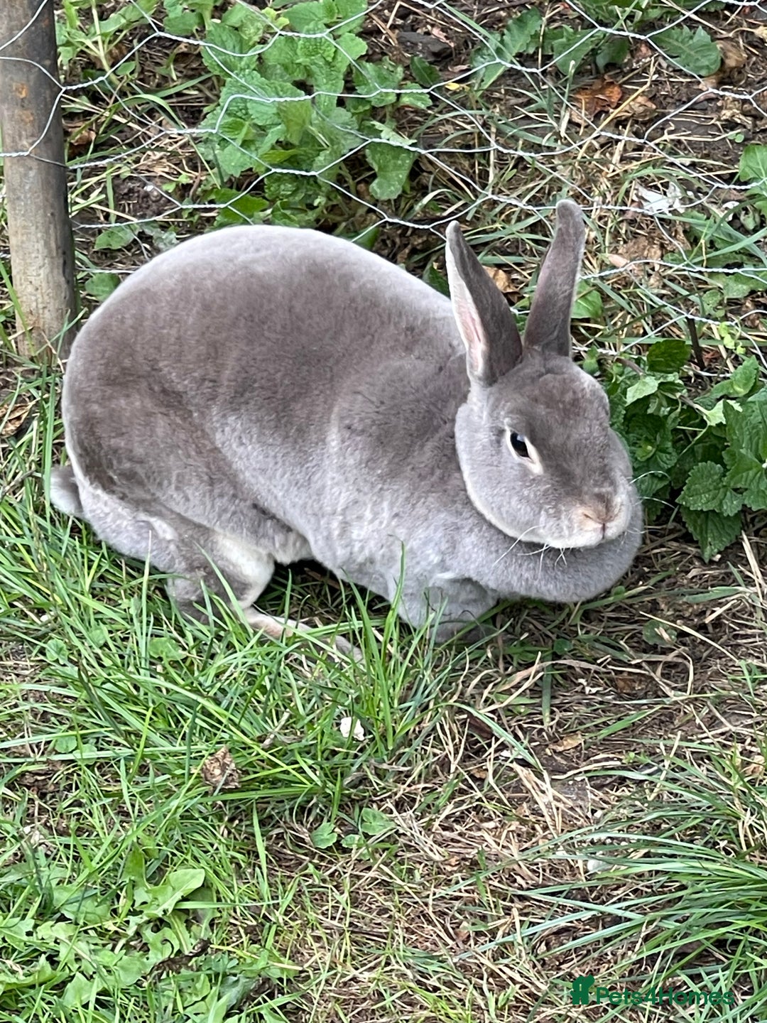 Mini Lop rabbits for sale: 2 mini lop does harlequin  - Image 5