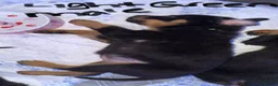 Rottweiler dogs for sale: ROTTWEILER PUPPIES READY FOR NEW HOMES  - Advert 7