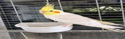 Cockatiels birds for sale: Gorgeous Male Cockatiel💕 in Chichester - Advert 1
