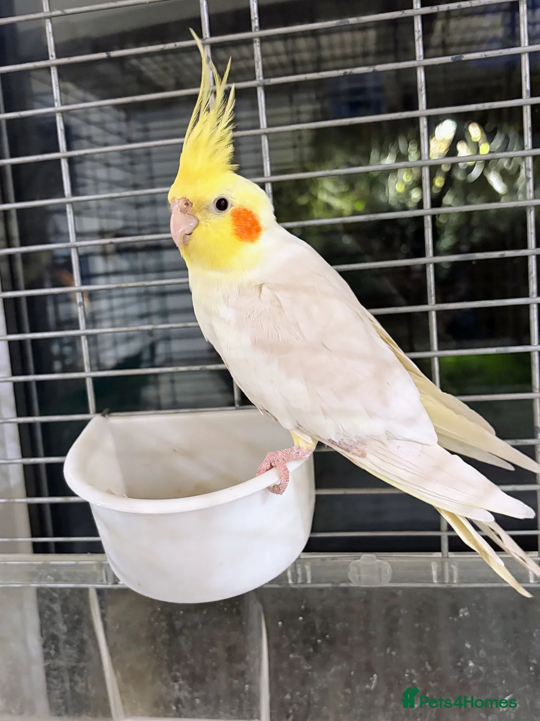 Cockatiels birds for sale: Gorgeous Male Cockatiel💕 in Chichester - Advert 1