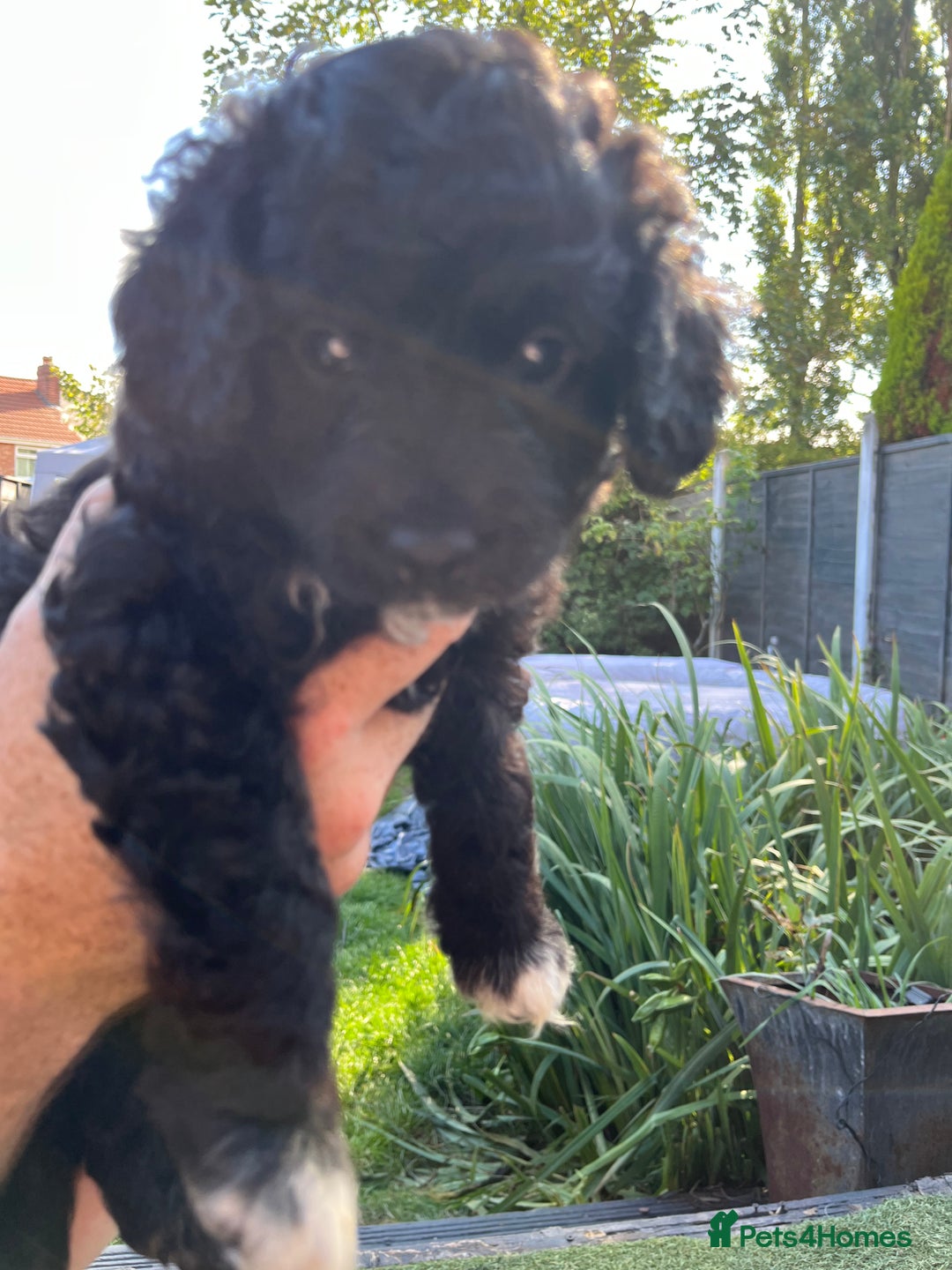 Yorkiepoo dogs for sale: Yorkiepoo cockapoo  - Image 17