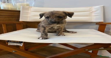 Mixed Breed dogs - Advert 12