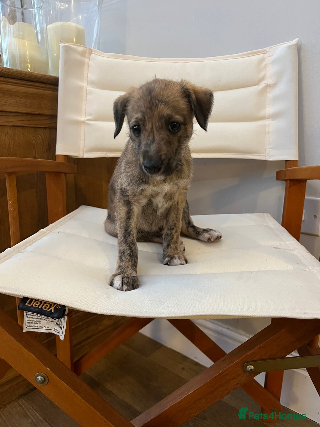 Mixed Breed dogs for sale: Beautifully Bred broken coated Lurcher Puppies - Image 3