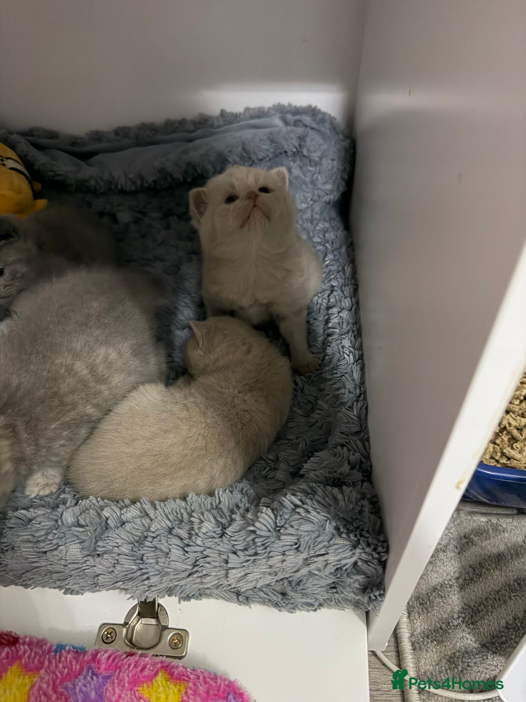 British Shorthair cats for sale: British short hair kittens  - Advert 9