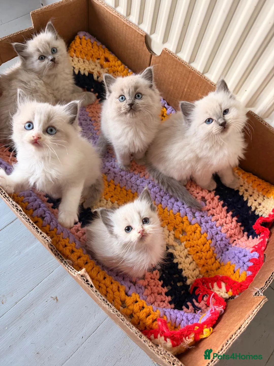 Ragdoll cats for sale: Beautiful Blue-Eyed Ragdoll Kittens - Advert 1