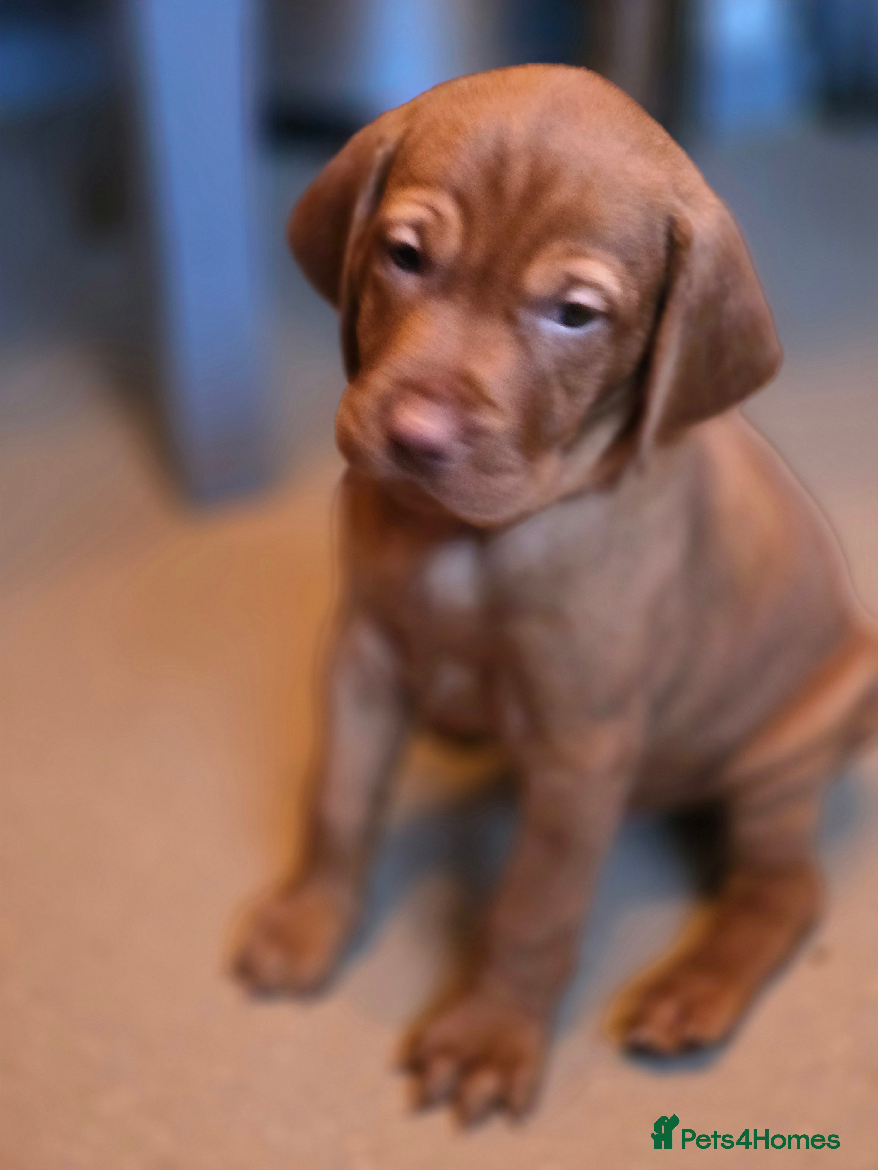 Hungarian Vizsla dogs KC Hun.Vizsla Puppies  - Advert 1