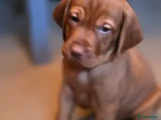 Hungarian Vizsla dogs KC Hun.Vizsla Puppies - Advert 16