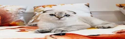Scottish Fold cats for sale: 💙🐾 **Gorgeous Scottish Fold Boy ** - Advert 13