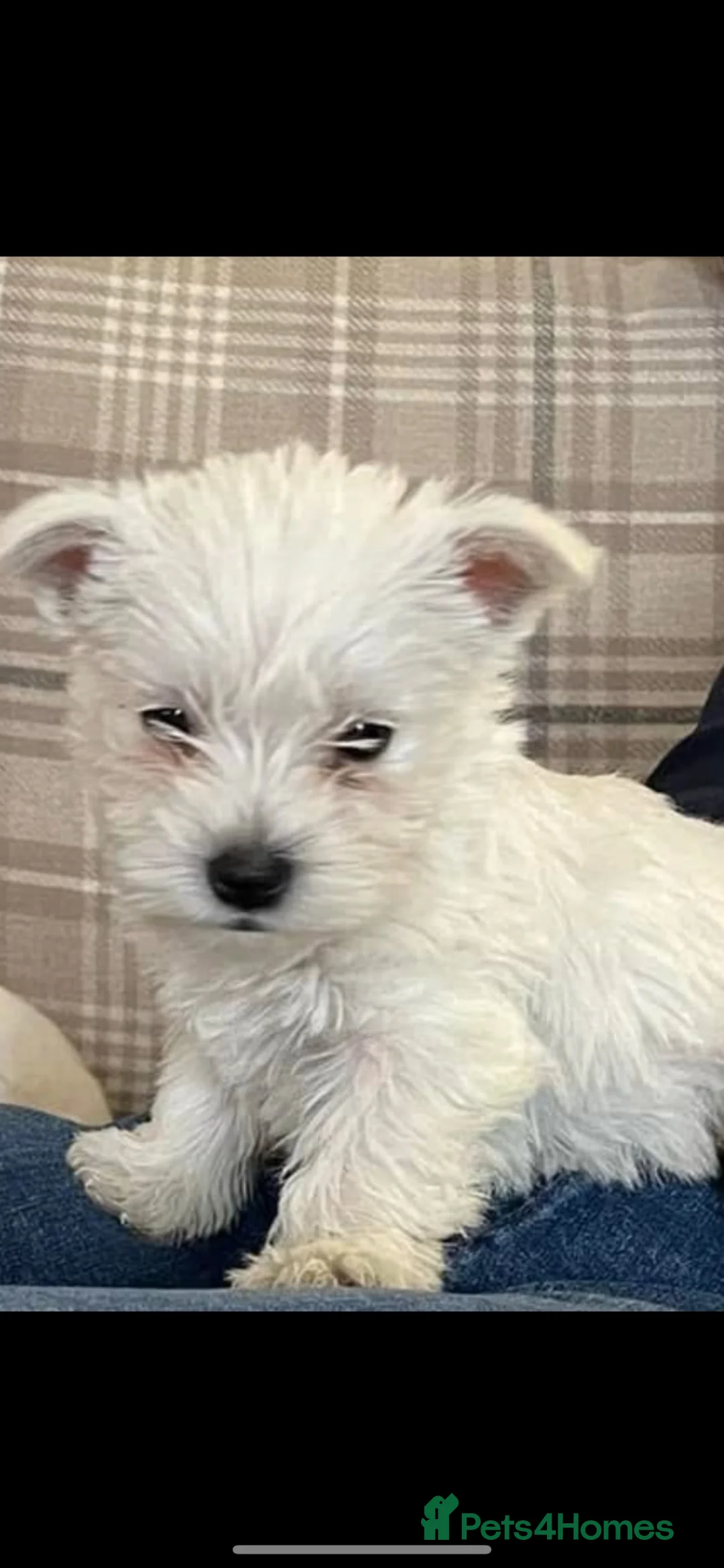 West Highland Terrier dogs for sale: Kc Westie pup - Advert 2