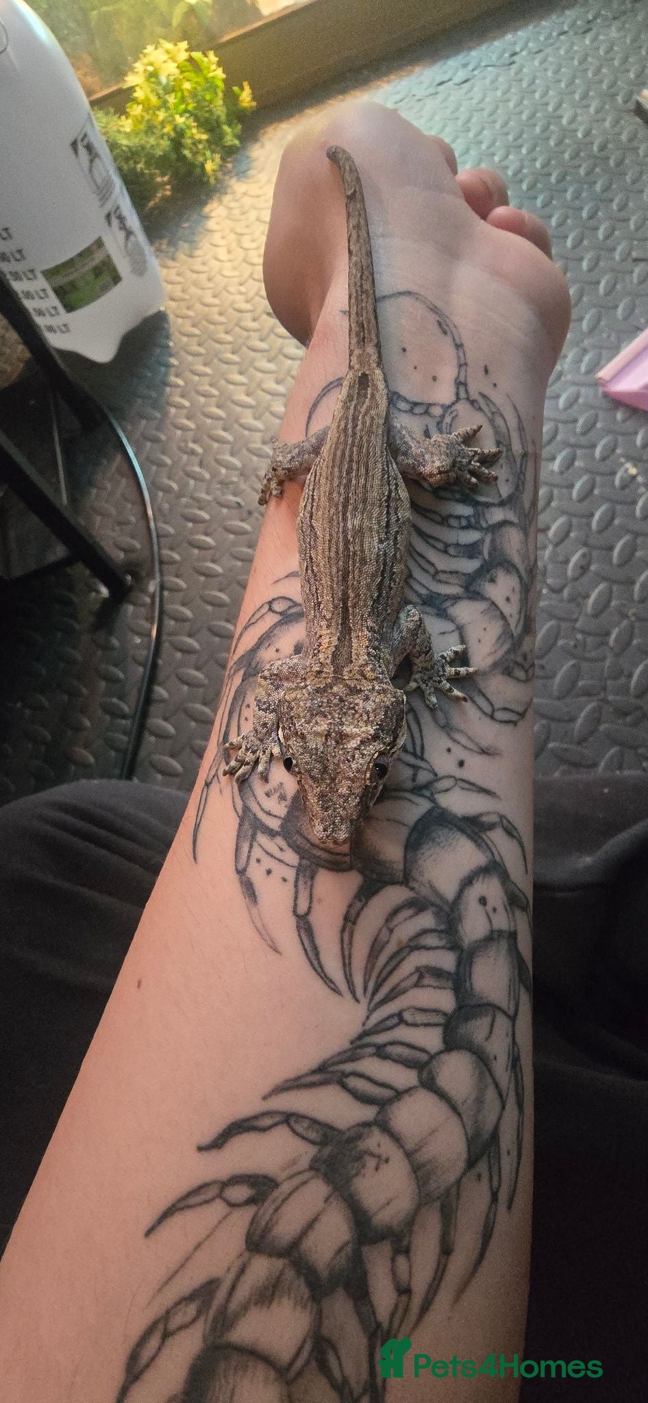 Gecko reptiles (Gargoyle Gecko - Advert 2