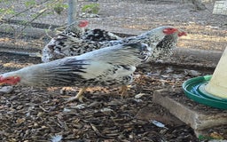 Chickens poultry for sale: Silver Mottled Wyandotte Bantam Quartet - Image 2