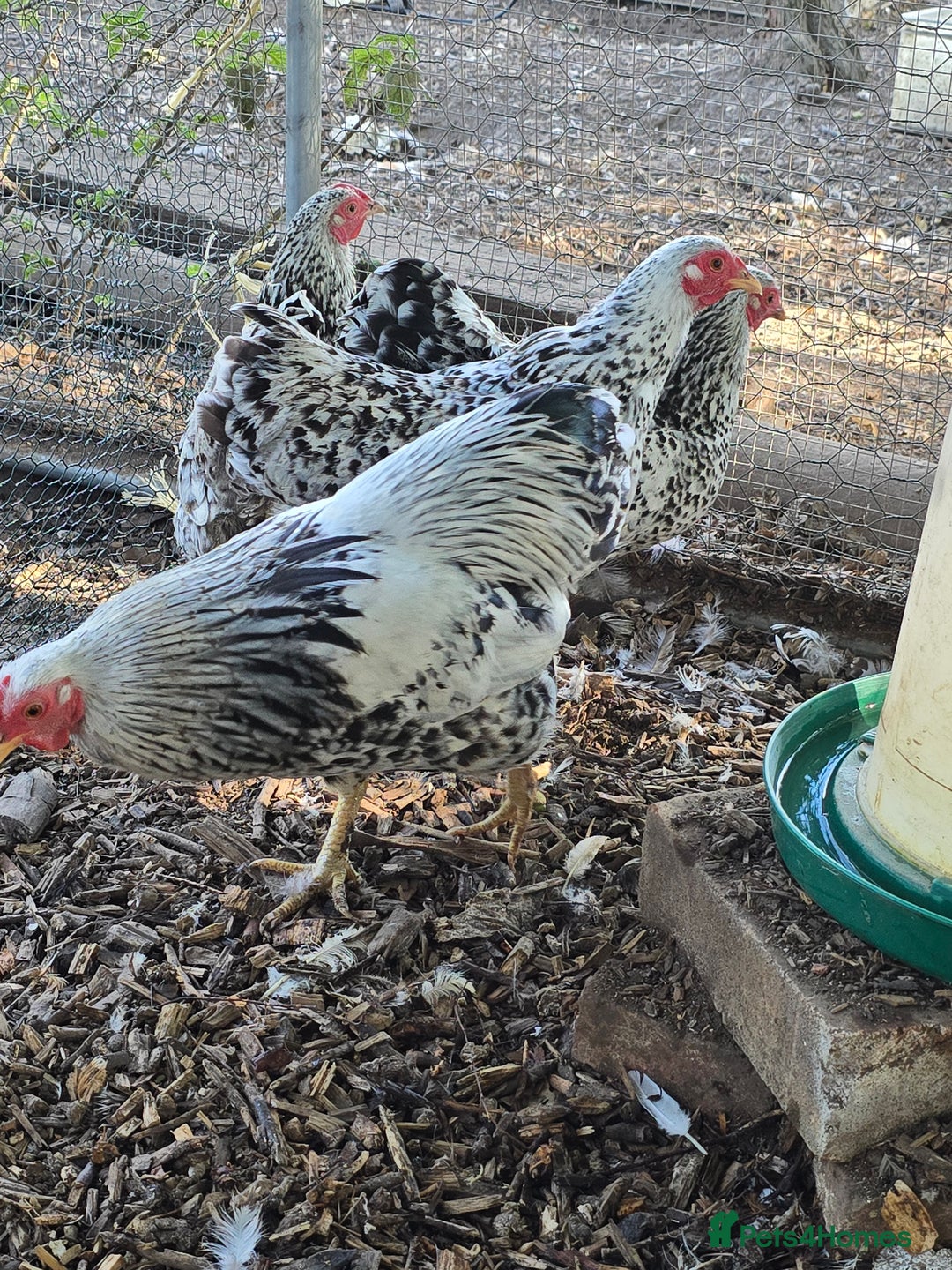Chickens poultry for sale: Silver Mottled Wyandotte Bantam Quartet - Image 2