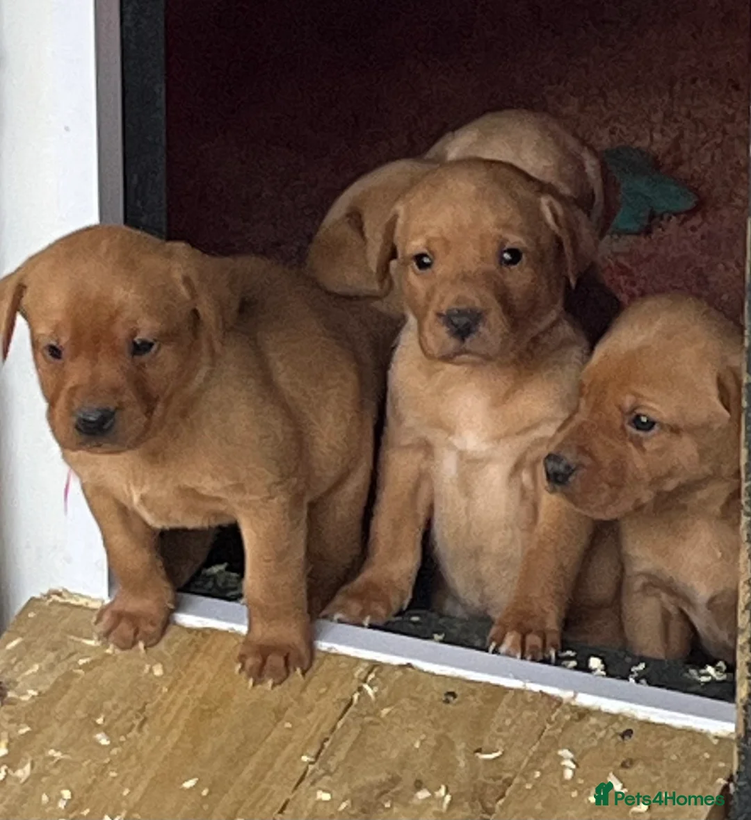 Labrador Retriever dogs for sale: Stunning Health Tested Working Bred Labrador Pups - Advert 17