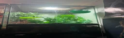 Frog reptiles for sale: Red eyed tree frog complete with set up  - Advert 7