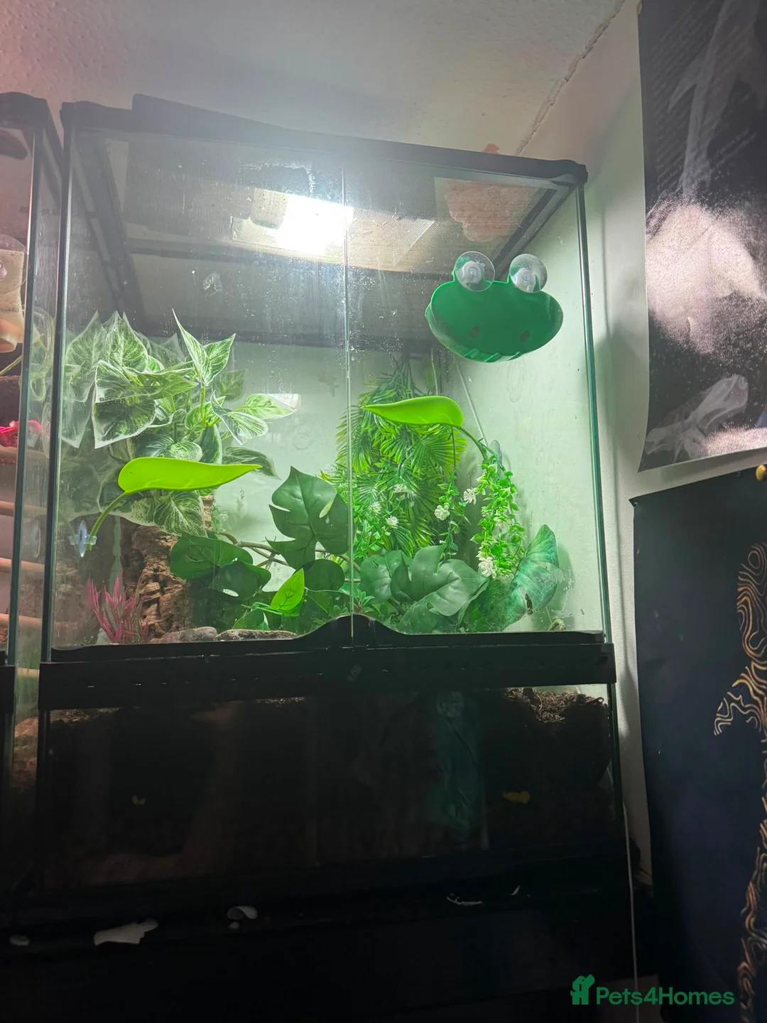 Frog reptiles for sale: Red eyed tree frog complete with set up  - Advert 7
