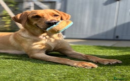 Labrador Retriever dogs for sale: WORMAGS KC REGISTERED LAST LABRADOR PUPPY - Image 18