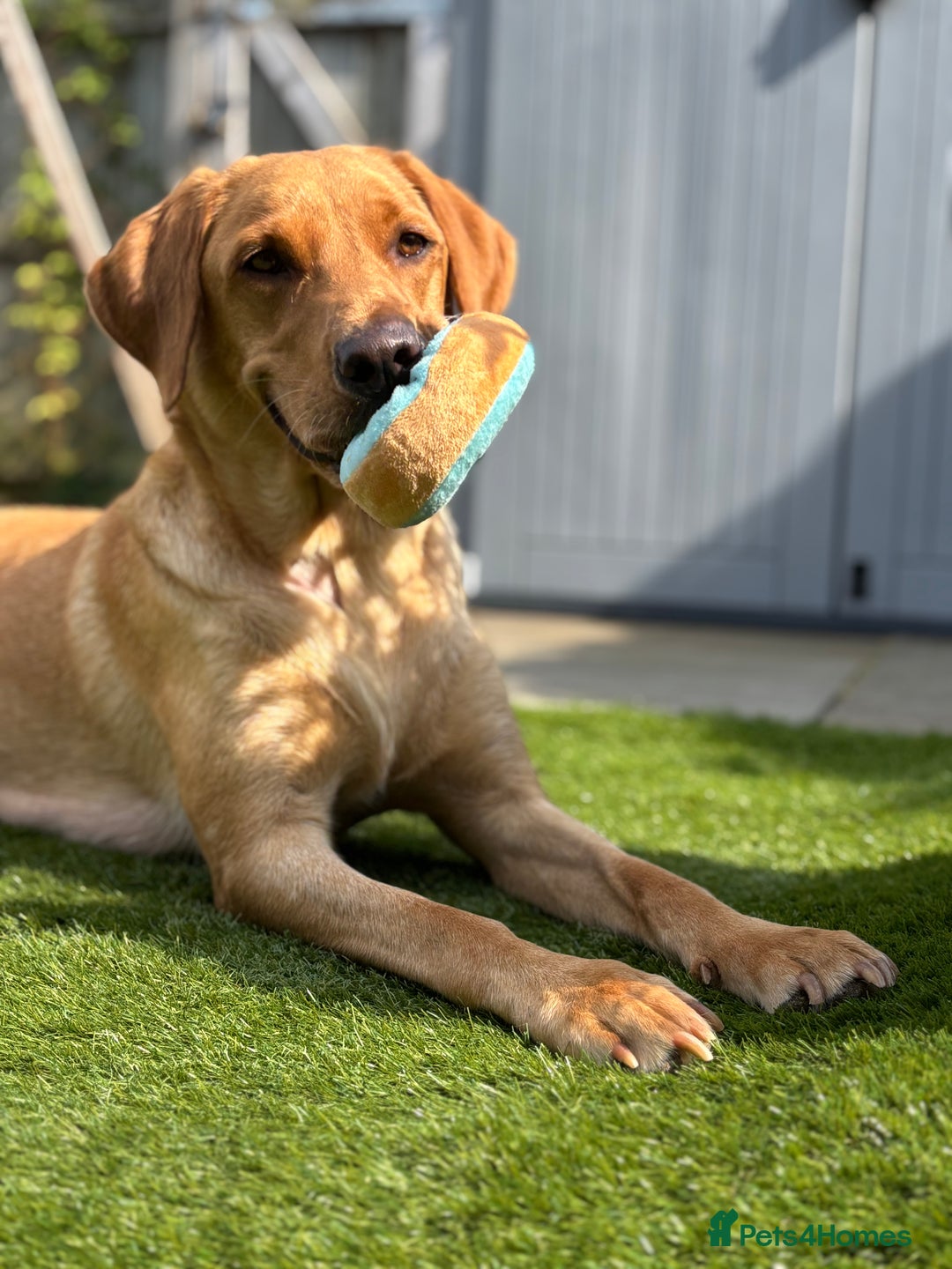 Labrador Retriever dogs for sale: WORMAGS KC REGISTERED LAST LABRADOR PUPPY - Image 18