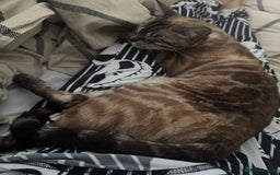 Bengal cats for sale: Bengal for rehoming  - Image 6