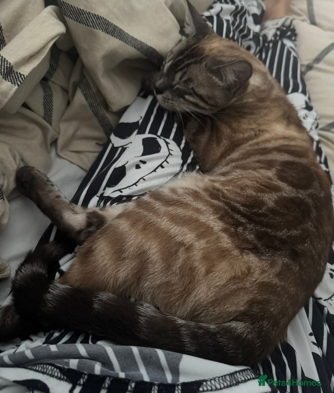 Bengal cats for sale: Bengal for rehoming  - Image 6
