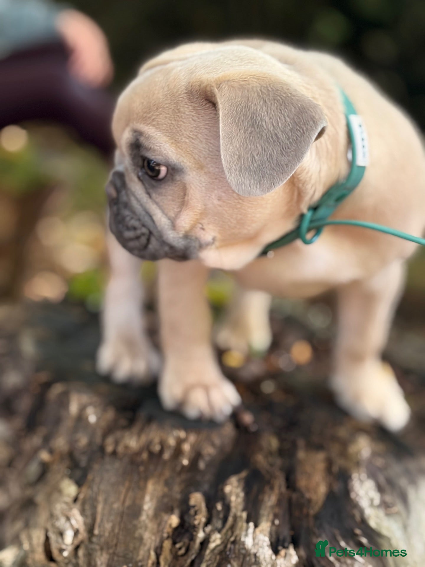 French Bulldog dogs 🩷💙Fully vaccinated KC registered pups 🐾 - Advert 10