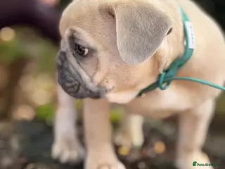French Bulldog dogs 🩷💙Fully vaccinated KC registered pups 🐾 - Advert 10