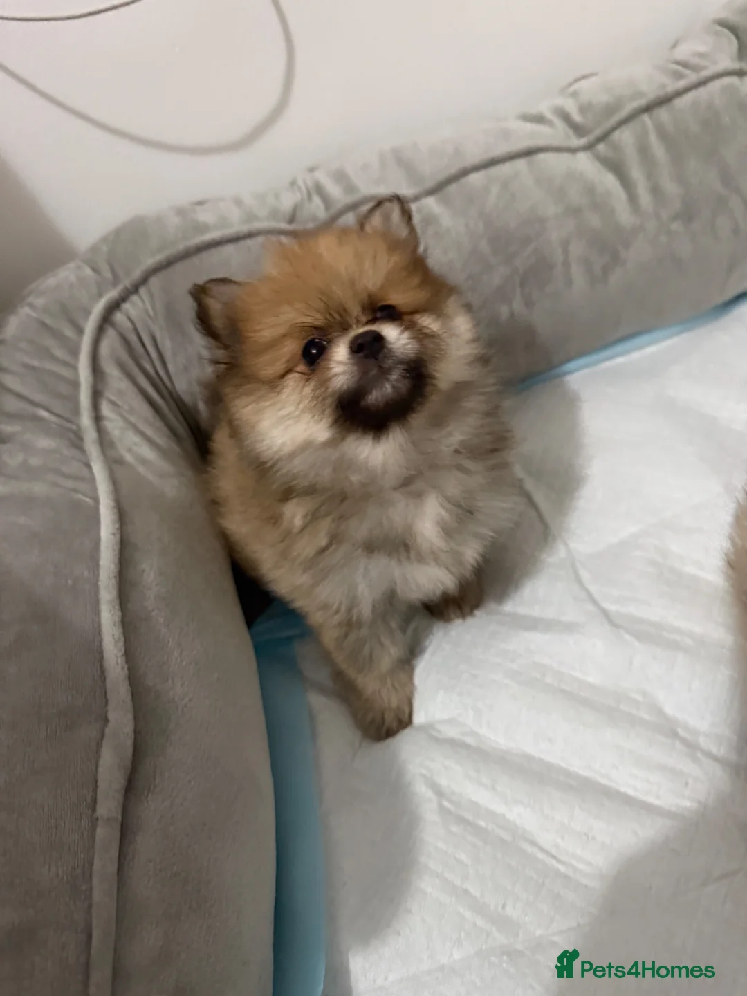 Pomeranian dogs for sale: Pomeranian puppy  - Advert 2