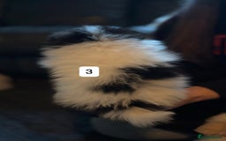 Pomeranian dogs for sale: Pomeranian puppies for sale - Advert 9