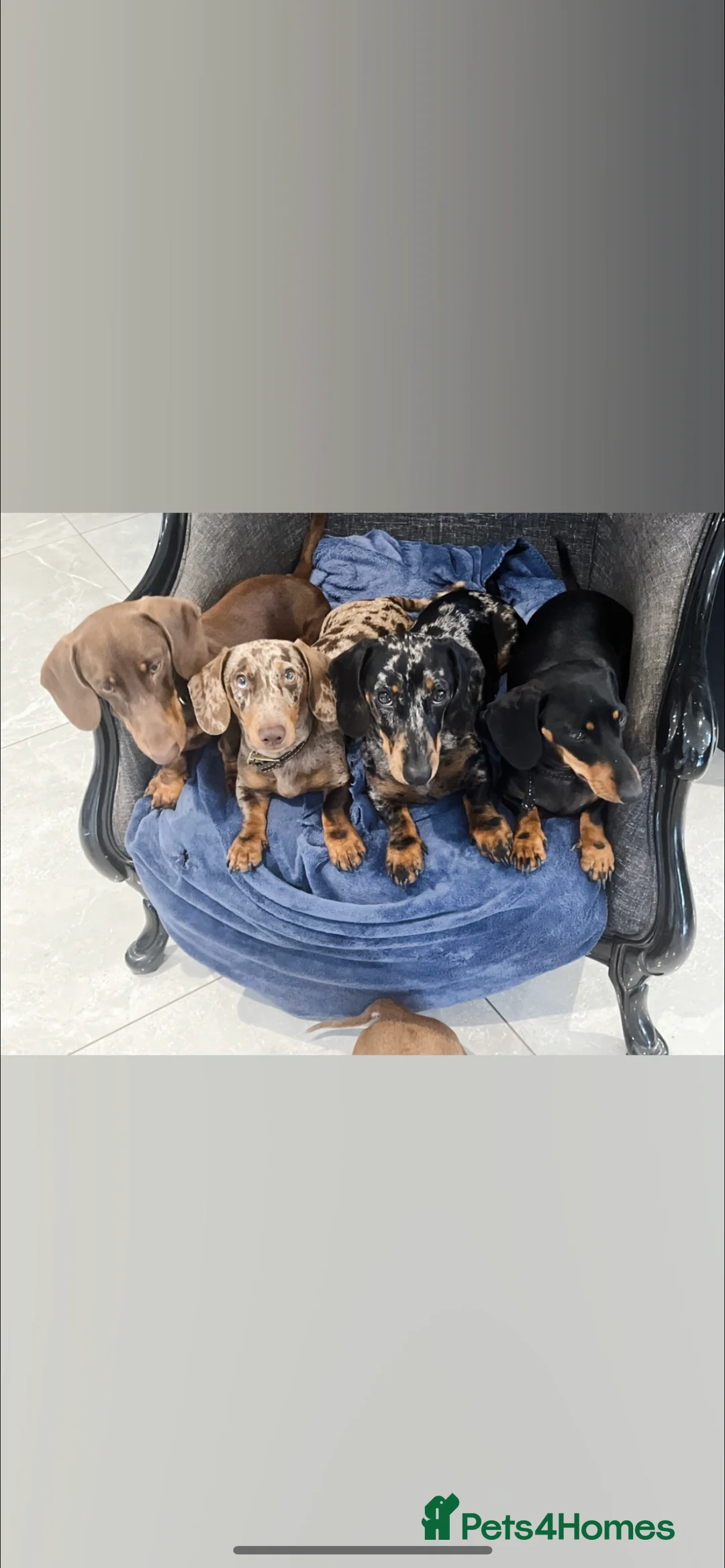 Miniature Dachshund dogs for stud: Miniature dachshund tri merle boy stud  in Bishop's Stortford - Advert 19