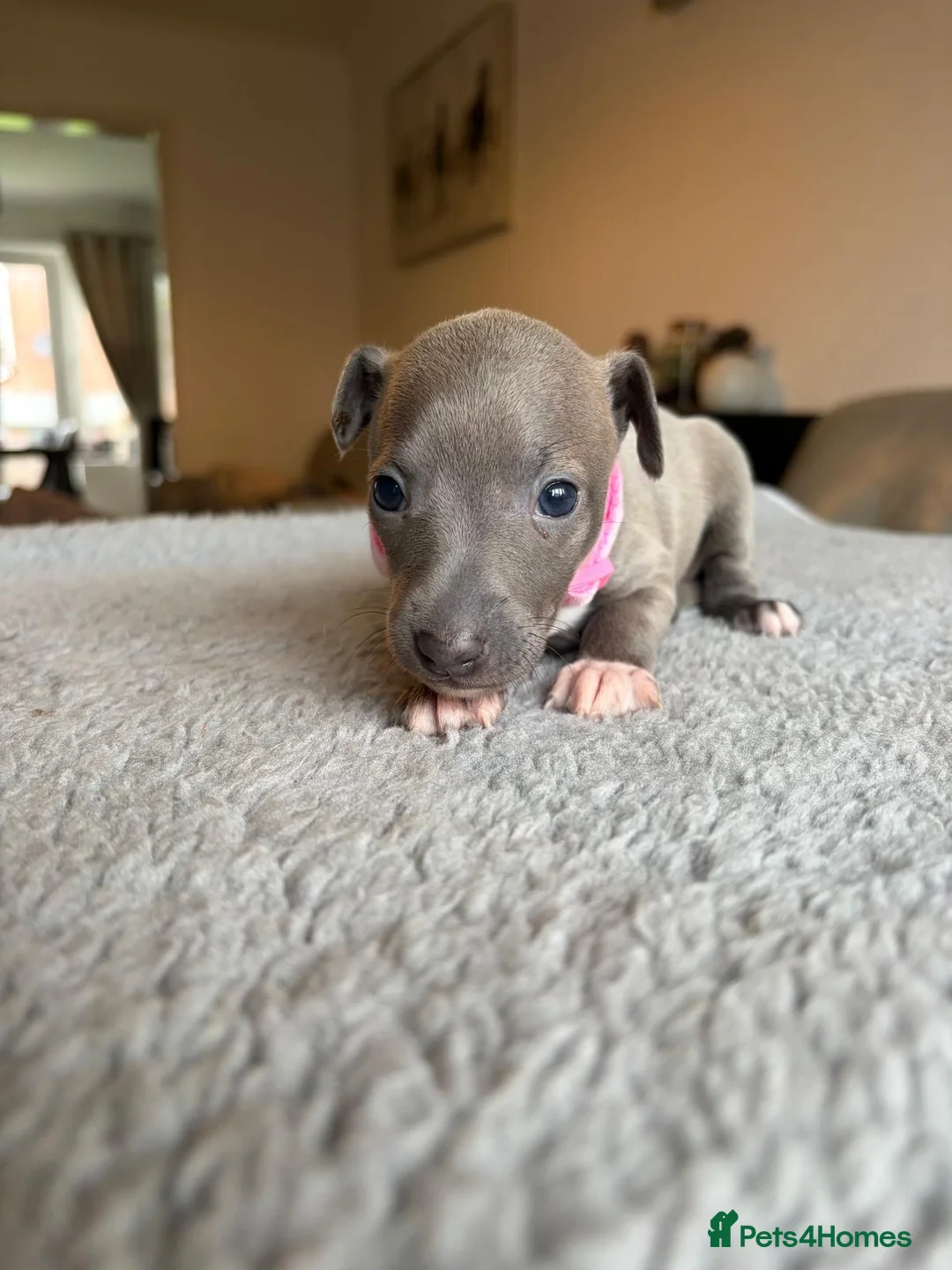 Italian Greyhound dogs for sale: KC REG ITALIAN GREYHOUNDS BLUE PUPS FOR NEW HOMES - Advert 11