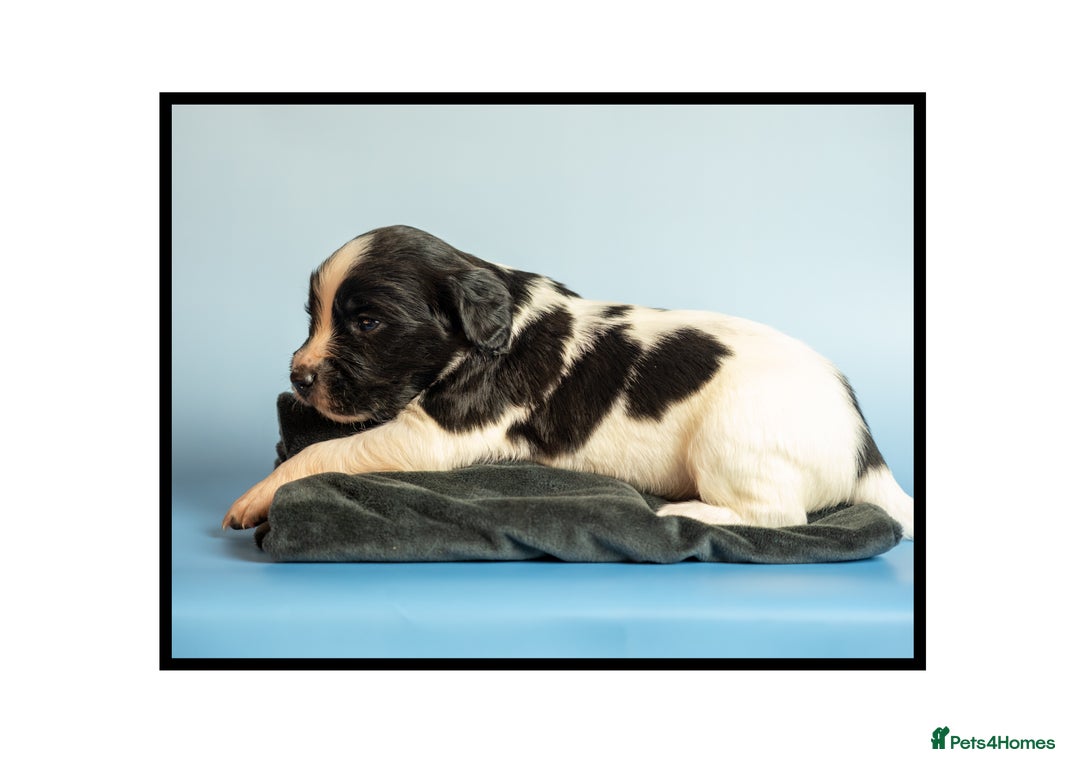 English Springer Spaniel dogs for sale: ✨ KC Registered Springer Spaniel Puppies ✨ - Advert 15
