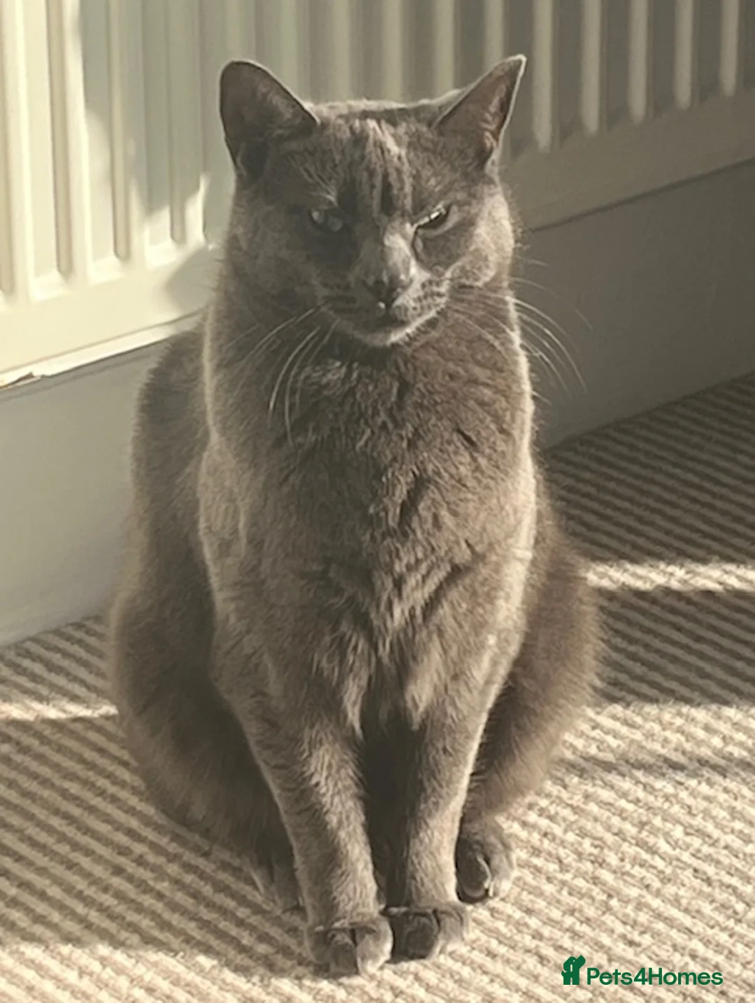 Mixed Breed cats for sale: 4 year old Russian Blue x British Shorthair - Advert 8