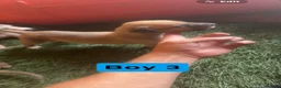 Mixed Breed dogs for sale: Saluki greyhound  - Advert 8