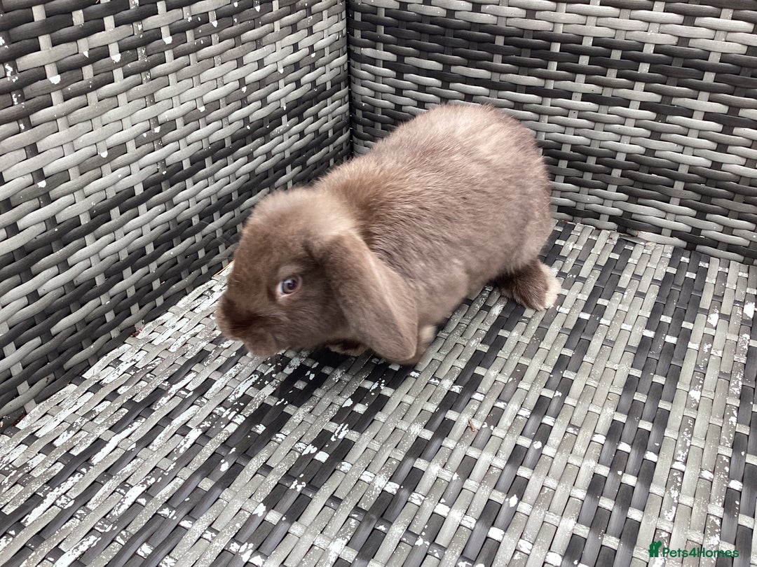 Mini Lop rabbits for sale: Two chocolate female mini lops  - Image 5