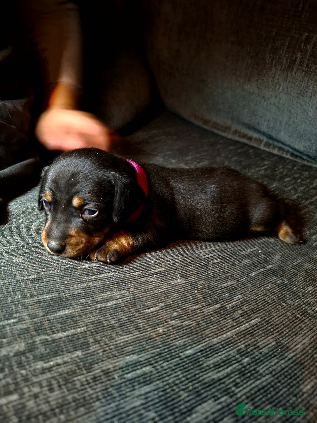 Mixed Breed dogs for sale: Dachshund/Jack Russell - Advert 3