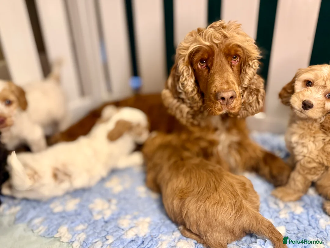 Cockapoo dogs for sale: Sweet Natured, Healthy & Happy Cockapoos - Advert 5