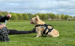 French Bulldog dogs for stud: New shade Rojo & Tan Wrapped in Cream - Image 2