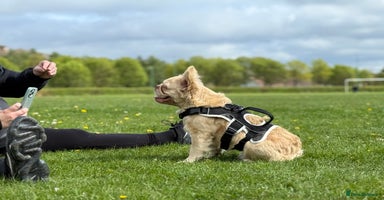 French Bulldog dogs - Advert 4